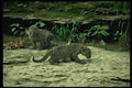 159095 Leopard pair Of Young Cubs A4 Photo Print