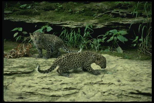159095 Leopard pair Of Young Cubs A4 Photo Print