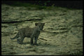 159096 Leopard young Cub A4 Photo Print