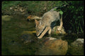 159097 Coyote pup Beside Summer Stream A4 Photo Print