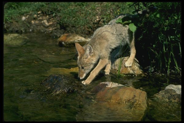 159097 Coyote pup Beside Summer Stream A4 Photo Print