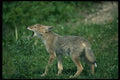 159098 Coyote pup Howling In Summer Meadow A4 Photo Print