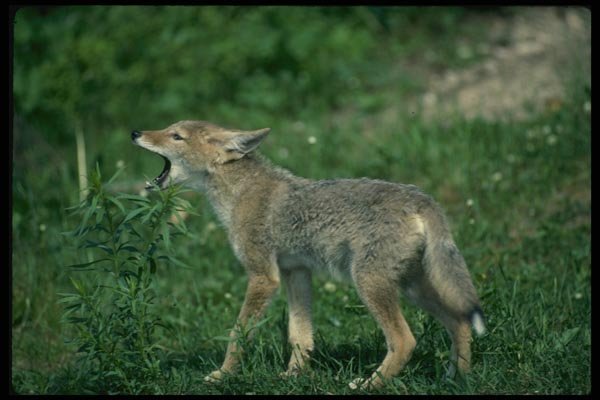 159098 Coyote pup Howling In Summer Meadow A4 Photo Print