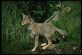 159099 Coyote pup Beside Summer Stream A4 Photo Print