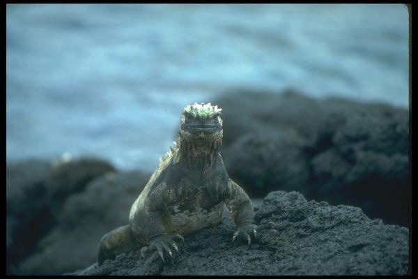 160001 Marine Iguana Fernandina Island, Galapagos A4 Photo Print