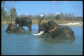 160002 Indian Elephants Lying Down, Bathing A4 Photo Print