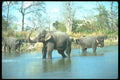 160003 Indian Elephants Mud Bathing A4 Photo Print