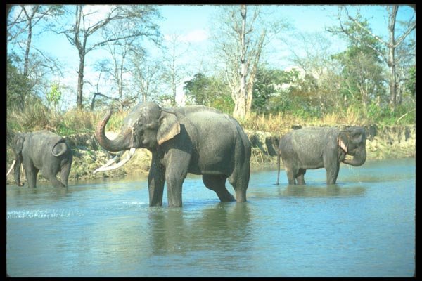 160003 Indian Elephants Mud Bathing A4 Photo Print