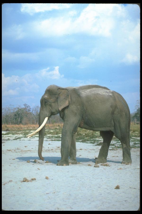 160004 Indian Elephant huge Bull A4 Photo Print