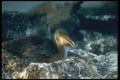 160005 Flightless Cormorant On Nest A4 Photo Print
