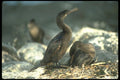 160006 Flightless Cormorants mated Pair At Nest A4 Photo Print