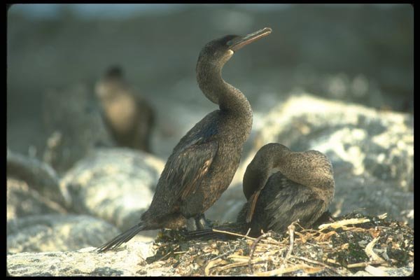 160006 Flightless Cormorants mated Pair At Nest A4 Photo Print