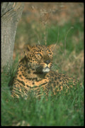 160007 Leopard Lying Down A4 Photo Print
