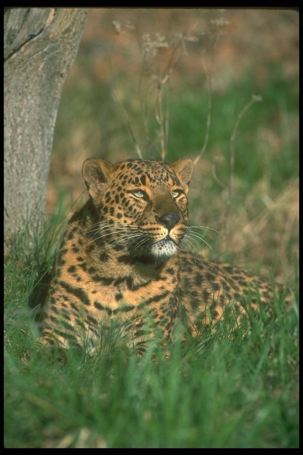 160007 Leopard Lying Down A4 Photo Print