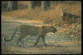 160008 Leopard Crossing Road A4 Photo Print