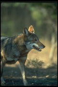 160010 Red Wolf A4 Photo Print