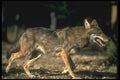 160012 Red Wolf A4 Photo Print