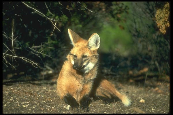 160014 Maned Wolf Lying Down A4 Photo Print