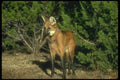 160015 Maned Wolf A4 Photo Print
