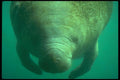 160016 West Indian (Florida) Manatee underwater A4 Photo Print