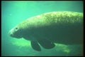 160017 West Indian (Florida) Manatee underwater A4 Photo Print