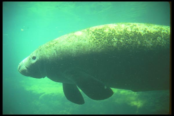 160017 West Indian (Florida) Manatee underwater A4 Photo Print