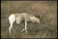 160018 Addax A4 Photo Print