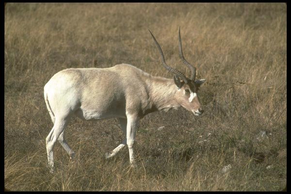 160018 Addax A4 Photo Print