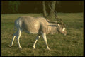 160019 Addax A4 Photo Print