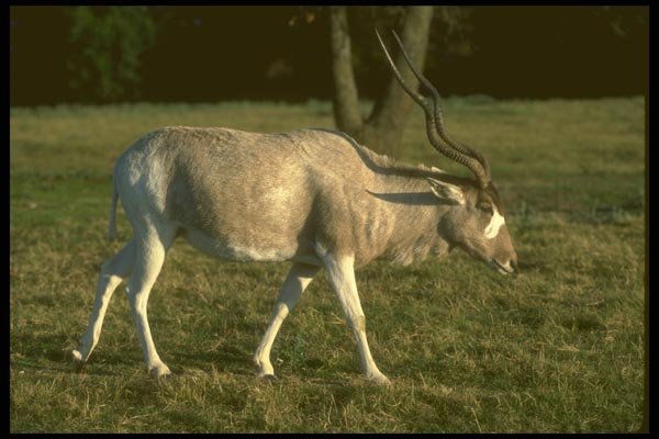 160019 Addax A4 Photo Print