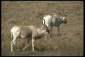 160020 Addax A4 Photo Print