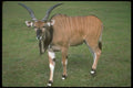 160021 Giant Lord Derby's Eland young Bull A4 Photo Print