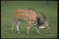 160022 Giant Lord Derby's Eland young Bull A4 Photo Print