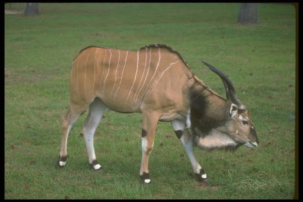 160022 Giant Lord Derby's Eland young Bull A4 Photo Print