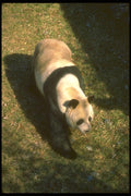 160023 Greater Panda A4 Photo Print