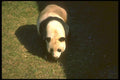 160024 Greater Panda A4 Photo Print