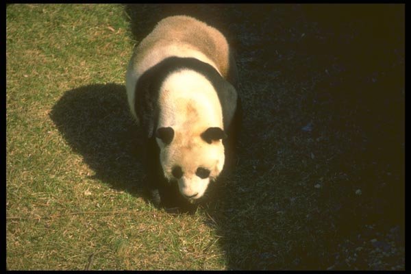 160024 Greater Panda A4 Photo Print
