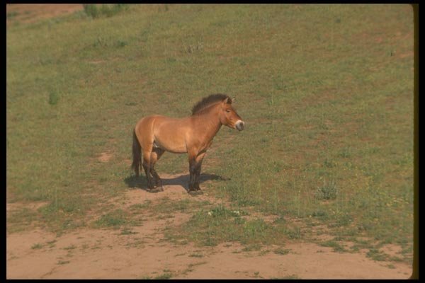 160026 Mongolian (Przewalskii) Wild Horse A4 Photo Print