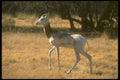 160027 Dama Gazelle A4 Photo Print