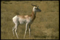 160028 Dama Gazelle A4 Photo Print