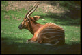 160029 Bongo A4 Photo Print