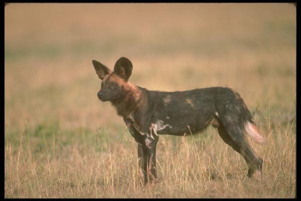 160030 African Wild Dog A4 Photo Print