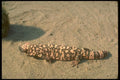 160032 Gila Monster Lizard A4 Photo Print