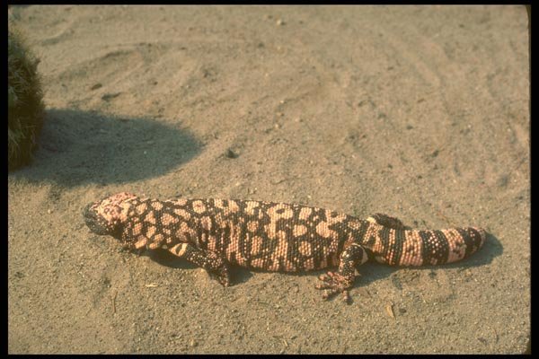 160032 Gila Monster Lizard A4 Photo Print