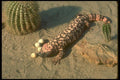 160033 Gila Monster Lizard Eating Desert Quail Eggs A4 Photo Print
