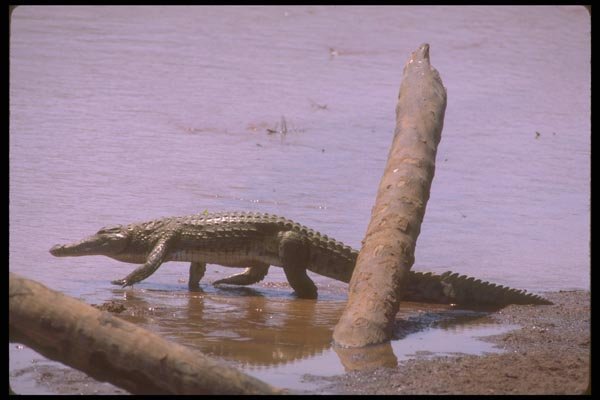 160034 Nile Crocodile Walking A4 Photo Print
