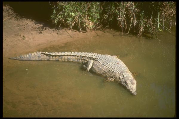 160035 Nile Crocodile Basking A4 Photo Print