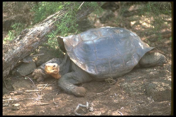 160036 Galapagos Giant Tortoise (Saddle Backed Type) Lying Down A4 Photo Print