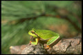160038 Pine Barrens Treefrog A4 Photo Print