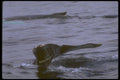 160039 Humpback Whale Sounding A4 Photo Print